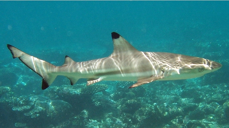 Blacktip Reef Sharks: All You Need to Know